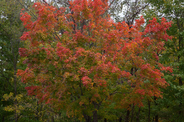 Colorful Fall Trees