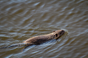 Ein Bisam, Nutria in einem Fluss.