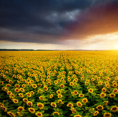 Majestic scene of vivid yellow sunflowers from above in the evening.