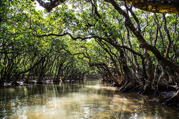 Fototapeta na wymiar The virgin mangrove forests of Amami Oshima_14