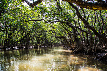 The virgin mangrove forests of Amami Oshima_13