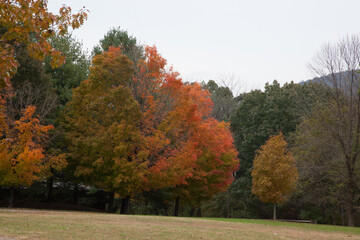Fototapeta premium Colorful Fall Trees