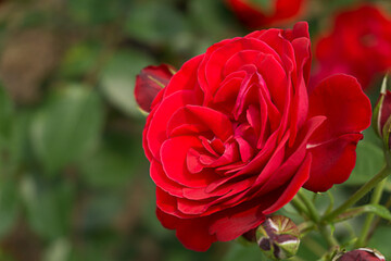 Vibrant, bright red rose in a garden.