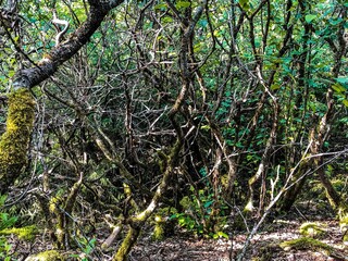 inside a forest in alaska in america