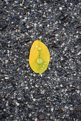 foglia, foglie, acqua, goccia, gocce, giallo, verde, asfalto, natura, bio, macro, sfondo, uomo, astratto