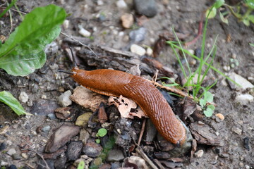 Lumaca