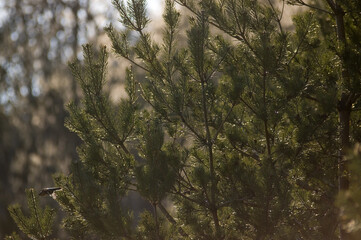 Ujęcie sosny z delikatnymi igiełkami na gałązkach w porannym świetle   © Monika