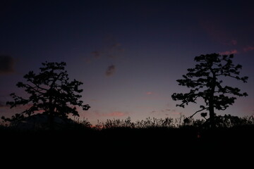夕暮れの松の木のシルエット