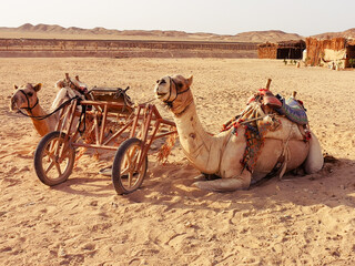 camel in the desert of marsa alam in egypt