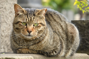 Fototapeta na wymiar Brown tabby cat that curls up outdoors.