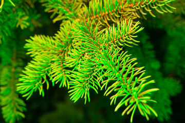 Abstract blurred background for Christmas and the New Year theme. Christmas tree with colorful garland lights, decoration.  