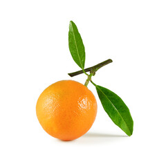 Ripe tangerine clementine on twig with fresh green leaves isolated on white background 