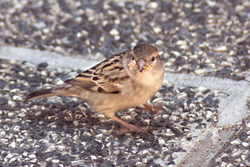 Gorrión