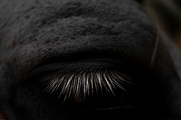 Zbliżenie na oko siwego konia
