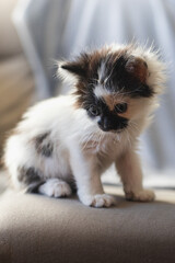 Cute hairy black and white kitty