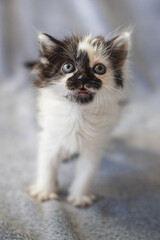 Small cute black and white kitty