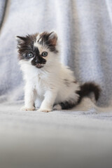 Fototapeta na wymiar Cute black and white kitty sitting