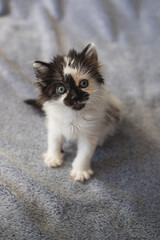 Cute little kitty staring at the camera
