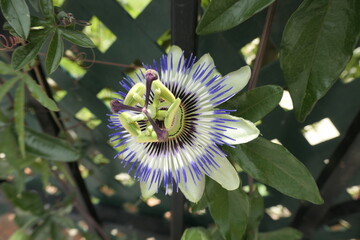 flower of a flower