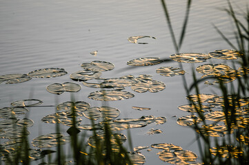 Pięknie oświetlone  złotą poświatą liście kaczeńców pływające na wodzie