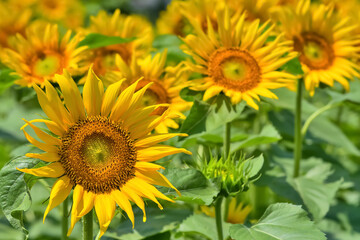 ヒマワリの花（Sunflower）