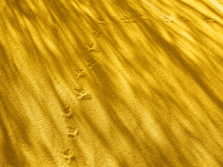 Light and shadow on the sand, bird tracks. Color of 2021 Fortuna Gold