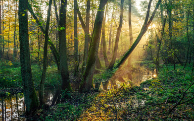 Poranne słońce oświetla jesienny las. Nad rzeką Czarną w dorzeczu Bzury, pomiędzy Zgierzem a Szczawinem - obrazy, fototapety, plakaty