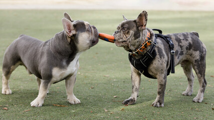 Two French Bulldogs puppies (lilac trindle and blue merle) playing with a ring toy.