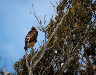 Golden Eagle Perched On Tree