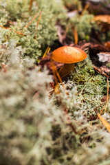 Cute penny bun mushroom is growing in the grass. The beautiful small brown cap