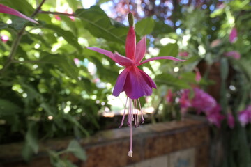 pink flower in the garden