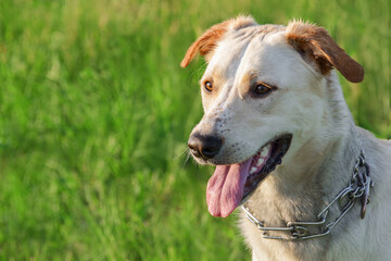 portrait of happy mixed breed dog sticking out its tongue. close up brown crossbreed dog in a metal...