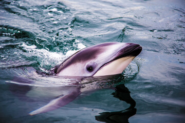 Fototapeta premium Dolphins swimming nearby_18
