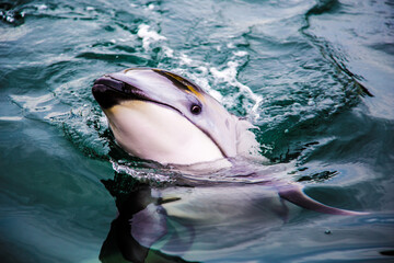 Obraz premium Dolphins swimming nearby_17