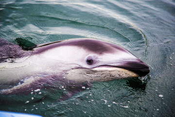 Fototapeta premium Dolphins swimming nearby_09