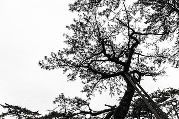 A lot of scenic pine trees that grow on the coast of Kagawa_04