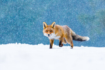 Fox in winter. Red fox, Vulpes vulpes, sniffs about prey on forest meadow in snowfall. Orange fur coat animal hunting in snow. Fox in winter nature. Wildlife scene. Habitat Europe, Asia, North America