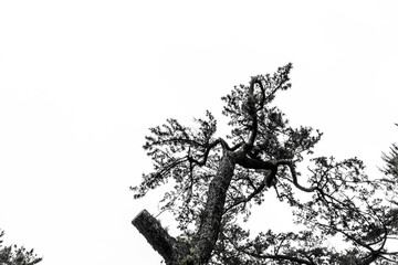 A lot of scenic pine trees that grow on the coast of Kagawa_01