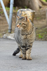 Brown tabby cats patrol the city.