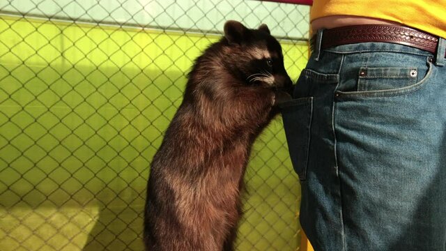 Crab-eating raccoon procyon cancrivorus steals a food from tourists at the zoo. Racoon kidnap something out of pocket. Animal city bandit