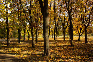golden leaves autumn trees black silhouette in city  park autumnal mood walk meditation 