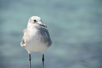 seagull on the beach