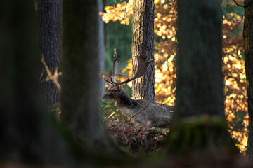 Fallow deer in the wild nature. Fallow deer during rutting time. European wildlife nature. 