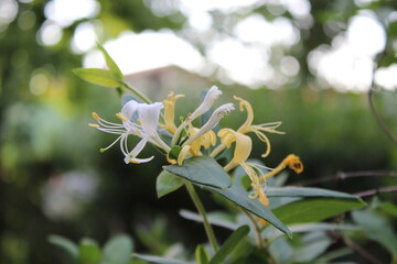 lonicera
