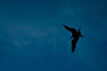 silhouette of a flying eagle