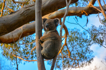 Just chilling on Kanagaroo Island © Rhett