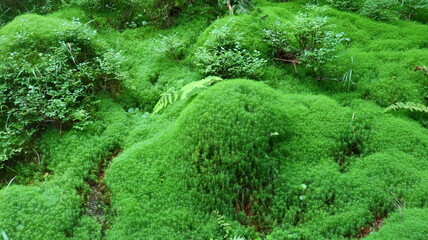 Nature's green carpet.