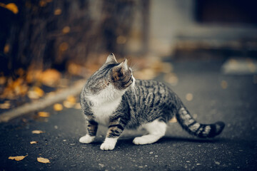 Homeless street cat in the fall.