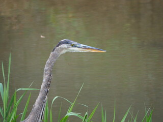 closeup of wild great blue heron (Ardea herodias)