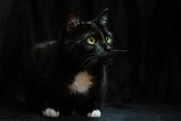 Black and white cat with yellow eyes on a black background